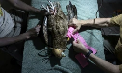 Le vétérinaire Simon Thomsett (d), directeur du sanctuaire de Soysambu, retire le bandage de l'aile blessée d'un aigle bateleur, le 18 avril 2024 à Nakuru, au Kenya