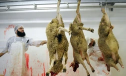 Des employĂ©s prĂ©parent des moutons avant l'AĂŻd al-Adha (fĂȘte du sacrifice musulmane) dans un abattoir du Mans le 4 octobre 2014