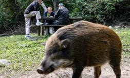 Un sanglier passe devant une table où jouent des hommes dans le parc Aberdeen, le 25 janvier 2019 à Hong Kong