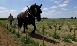 Un laboureur dirige une charrue tirée par un cheval entre les rangées de jeunes vignes à la "Winerie Parisienne", à Davron dans les Yvelines, le 4 juillet 2017 