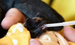 Un bénévole du centre Kojanopolis à Minsk fait boire une chauve-souris, le 23 mars 2019