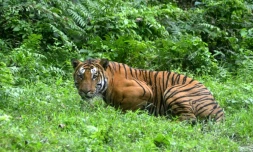 Un tigre royal du Bengale le 21 décembre 2014 dans le parc national de Kaziranga en Inde