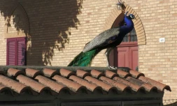 Capture d'écran d'une vidéo AFP du 12 mai 2026 d'un paon sauvage sur un toit à Punta Marina, en Italie