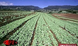 Cultures maraîchères