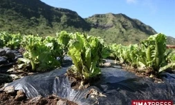 Mardi 10 Février 2009

L'exploitation maraîchère de Valérie Nourry