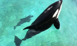 L'orque Wikie et son petit, le 19 avril 2011 au Marineland d'Antibes, dans les Alpes-Maritimes