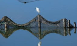 Une petite aigrette (egretta garzetta), perchée sur un poteau, pendant qu'une foulque eurasienne (Fulica atra) nage dans la lagune de Vain, prÚs de Lezhé, le 13 mars 2024 en Albanie