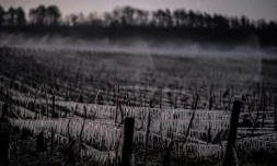De l'eau est projetée sur des vignes de Chablis, dans l'Yonne, le 7 avril 2021, pour éviter qu'elles ne gÚlent