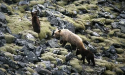 Photo diffusée par la Fundacion Oso Pardo montrant une famille d'ours dans le parc naturel de Somiedo, en Espagne, en juin 2019