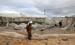 Des agriculteurs palestiniens inspectent le 11 janvier 2024 leur serre agricole détruite par une frappe aérienne israélienne, à Rafah, dans le sud de la bande de Gaza