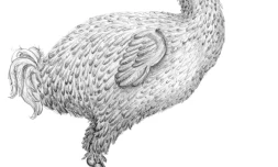 Portrait d'un dodo, oiseau ventru au bec de pélican disparu de l'île Maurice depuis le 17e siècle, diffusé par Nature le 24 août 2017