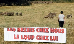 Rassemblement d'éleveurs contre le loup, en Aveyron, à Séverac-le-Château, le 5 août 2017