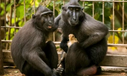 Niv, une macaque noire d'Indonésie, tient dans son giron un poulet qu?elle pouponne dans le safari de Ramat Gan, une banlieue de Tel-Aviv, le 25 août 2017