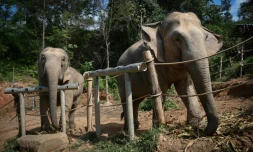 Deux éléphantes au "sanctuaire pour éléphants" de ChangChill, le 6 novembre 2019 près de Chiang Mai, en Thaïlande