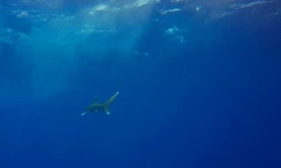 Un requin, une des espèces menacées par le manque d'oxygène des océans, dans la Mer Rouge au large des côtes égyptiennes en 2018
