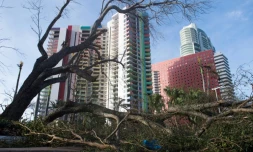 Un arbre abattu par l'ouragan Irma bloque une route dans le centre de Miami, le 11 septembre 2017