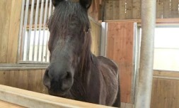 Capture d'écran d'une vidéo de l'AFPTV tournée le 15 mars 2019 au grand refuge pour équidés de la SPA Pervenchères, dans l'Orne