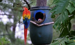 Un perroquet Ara macao et ses petits dans leur nid, le 9 juin 2021 à Copan Ruinas, au Honduras