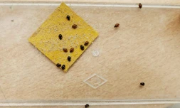 Sans attendre l'interdiction des pesticides dans les jardins privés en 2019, les jardiniers s'arrachent les coccinelles à Caen, le 12 mai 2017