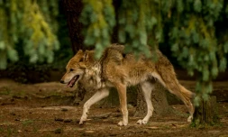 Un loup marche dans une forĂȘt du zoo Bourbansais, Ă Pleuguenec, en Ille-et-Vilaine, le 15 juillet 2015