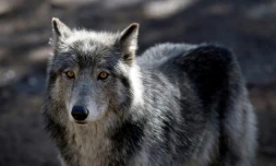 Le gouvernement a dévoilé à Lyon les grandes lignes de son "plan loup" 2024-2029, censé assurer une meilleure protection des troupeaux