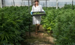 Une serre de plants de cannabis dans l'enceinte de B.O.L (Breath of Life, souffle de vie) Pharma près de Kfar Pines en Israël, le 9 mars 2016