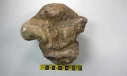 Une vertèbre du dinosaure Yamanasaurus Lojaensis, le 2 août 2017, sur une photographie transmise par l'université de Loja (Equateur)