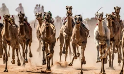 Une course de chameaux dans le désert du Sud-Sinaï, le 12 septembre 2020