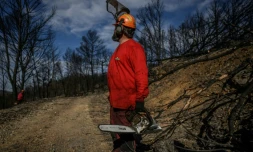Un agent de l'ONF coupe des arbres tombés dans une zone forestière détruite par les incendies, à Coustouge, dans l'Aude, le 19 novembre 2025