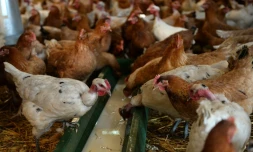 Depuis le début de l'épizootie de grippe aviaire en novembre, 16 millions de volailles ont été abattues en France
