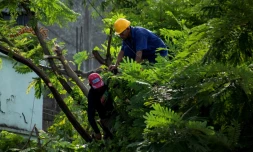 Une équipe élague des arbres avant l’arrivée de l’ouragan Melissa à Santiago de Cuba, le 25 octobre 2025.