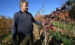 Le viticulteur hongrois Viktor Keszler montre sa vigne touchée par 
l'épidémie de flavescence dorée qui menace la quasi-totalité des vignobles du pays, le 6 novembre 2025 à Zalaszentgrot, à environ 200 km à l'ouest de Budapest