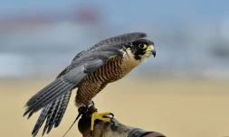 L'un des deux faucons pèlerins chargés d'éviter que des oiseaux n'entrent en collision avec des avions, le 29 janvier 2018 à l'aéroport de Mexico