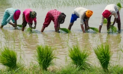Des travailleurs plantent du riz dans les environs d'Amritsar, en Inde, le 19 juin 2023