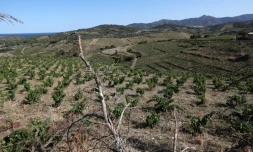 Le vignoble des Clos de Paulilles touché par la sécheresse, le 8 août 2023 à Port-Vendres, dans les Pyrénées-Orientales 