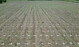 Vue aérienne de jeunes arbres,  plantés dans une ancienne plaine agricole aux sols pollués et  destinés à reboiser une zone appelée "La Forêt de Maubuisson" à Méry-sur-Oise, au nord-ouest de Paris, le 29 avril 2025
