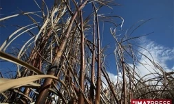 Mardi 26 Mai 2009

Un champ de canne après un incendie dans l'est