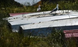 Des goélands posés sur des bateaux à terre, le 18 mai 2020 à l'école de voile des Glénans, au large de Fouesnant, dans le Finistère