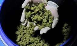 Des fleurs de cannabis dans la serre de l'entreprise de CBD thérapeutique, B.O.L Pharma, près de Moshav Yad Binyamin, le 1er février 2022 en Israël