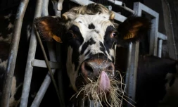 Une vache, Ă Briouze, le 24 novembre 2023