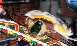 Un oiseau de Paradis, ou paradisier, espèce protégée en Papouasie, en vente dans un magasin de souvenirs à Sorong, en Indonésie (Papouasie occidentale), le 24 août 2017