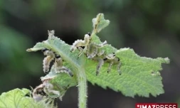 Larves de mouche bleue (Photo T. Le Bourgeois CIRAD)