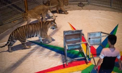 La présentation d'animaux sauvages dans les cirques itinérants va être progressivement interdite en France, ainsi que la reproduction et l'introduction de nouveaux orques et dauphins dans les trois delphinariums du pays