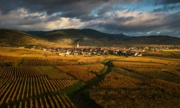 Les vignobles aux alentours du village de Ammerschwihr, dans le Haut-Rhin, le 6 novembre 2023
