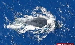 Baleine au large des côtes ouest