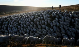 Des bergers descendent l'un des plus grands troupeaux du Massif Central à Prevencheres après deux mois d'été pâturage sur le Mont Lozère, le 27 août 2020 à Prevencheres en Lozère