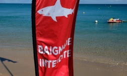 Un drapeau "baignade interdite" en raison de la présence de requins, sur la plage de la Baie-des-Citrons, à Nouméa, en Nouvelle-Calédonie, le 29 avril 2021