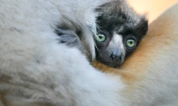 Une petite propithèque couronnée, espèce de lémurien de Madagascar classée en danger d'exctinction, née le 22 décembre 2019, photographiée le 24 février 2020 au zoo de Besançon