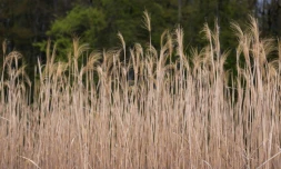 Un champ de miscanthus, le 21 avril 2023 à Bernwiller, dans le Haut-Rhin