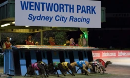 Une course de lévriers, le 21 août 2016 à Sydney